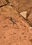 Leuke krabbelaars