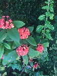 De tuin van yolanda