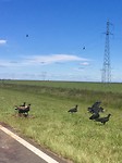 de gieren en de arend die net de landing heeft ingezet
