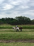 gaucho