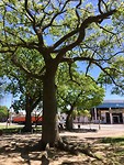Baobab?