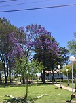 Mooi die “lavendel” bomen