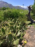 Bloeiende cactus