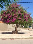 lente bourgainville
