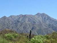 cactus in de Andes