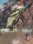 De Condor. Oftewel.......