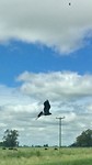 Moeilijk hoor vogels in de vlucht