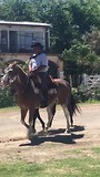 Het beste paard van de stal? Haha
