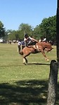 arm paard
