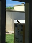 de laatste vogel