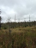 the swamps