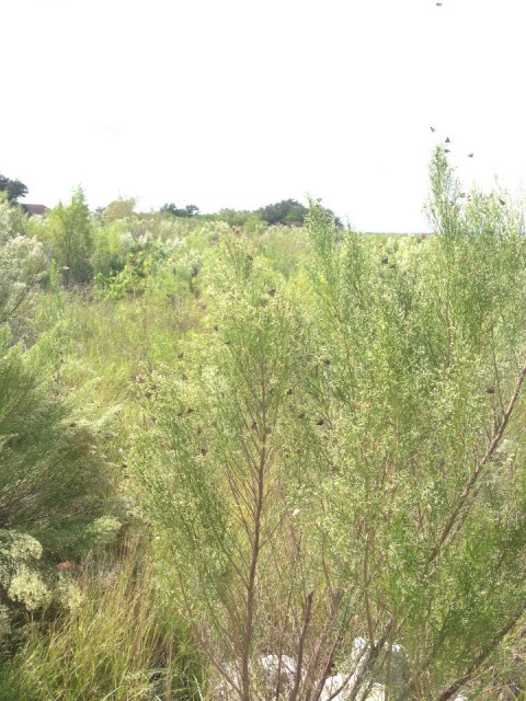 motten