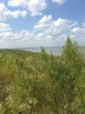 meer motten