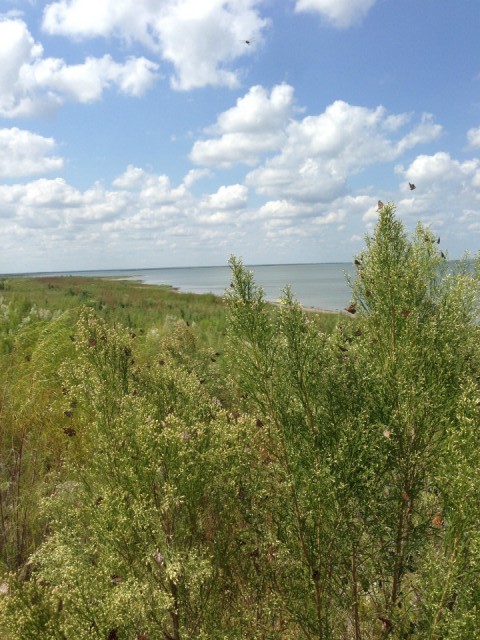 meer motten