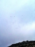 Mistige morgen maar de eagles fly