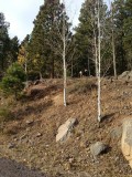 Dixie Forest