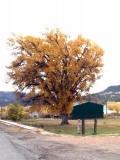 prachtige herfstboom