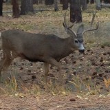 North Rim,