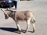 Oatman