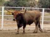 Onyx, California, Verenigde Staten