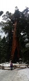 grizzly sequoia