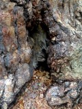 sequoia wortels