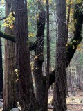 mooie bomen ( ook de andere)