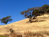 Hollister, California, Verenigde Staten
