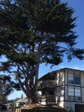 Pacific Grove, California, Verenigde Staten