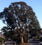 Pacific Grove, California, Verenigde Staten