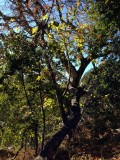 Highway 1 / Andrew Molera Park, Verenigde Staten
