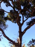 Highway 1 / Andrew Molera Park, Verenigde Staten