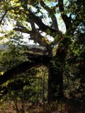 Highway 1 / Andrew Molera Park, Verenigde Staten