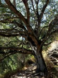 Highway 1 / Andrew Molera Park, Verenigde Staten