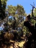 Highway 1 / Andrew Molera Park, Verenigde Staten