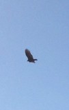 eagle?