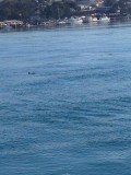 zeeotter