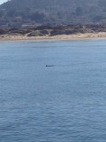 gelukkig weet ik dat dit een otter is