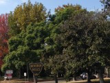 Beverlyhillsbomen