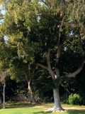 gewone mooie bomen