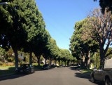 beverly hills elke straat andere bomen