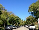 beverly hills elke straat andere bomen