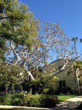 beverly hills elke straat andere bomen