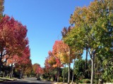 beverly hills elke straat andere bomen