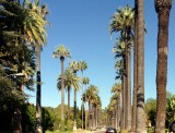 beverly hills elke straat andere bomen