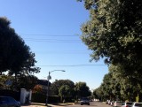 beverly hills elke straat andere bomen