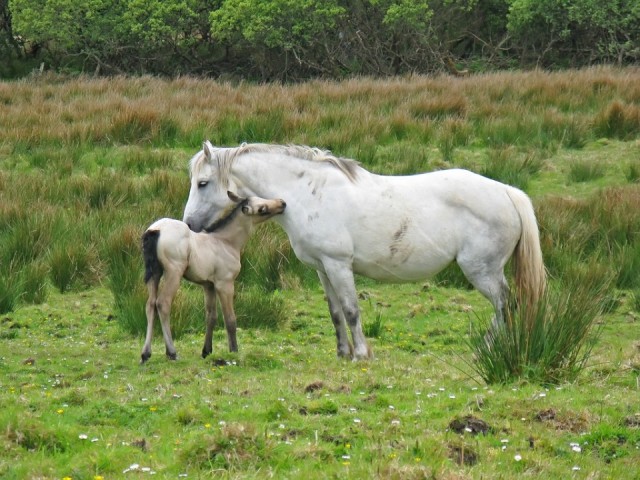 Connemara pony