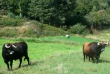 maronesa koeien met vrouw die gras snijdt