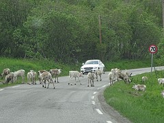 Overstekend wild