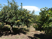 Kaki bomen